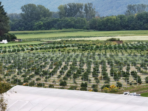 I campi di canapa Slow Weed in Svizzera, circondati da boschi e prati