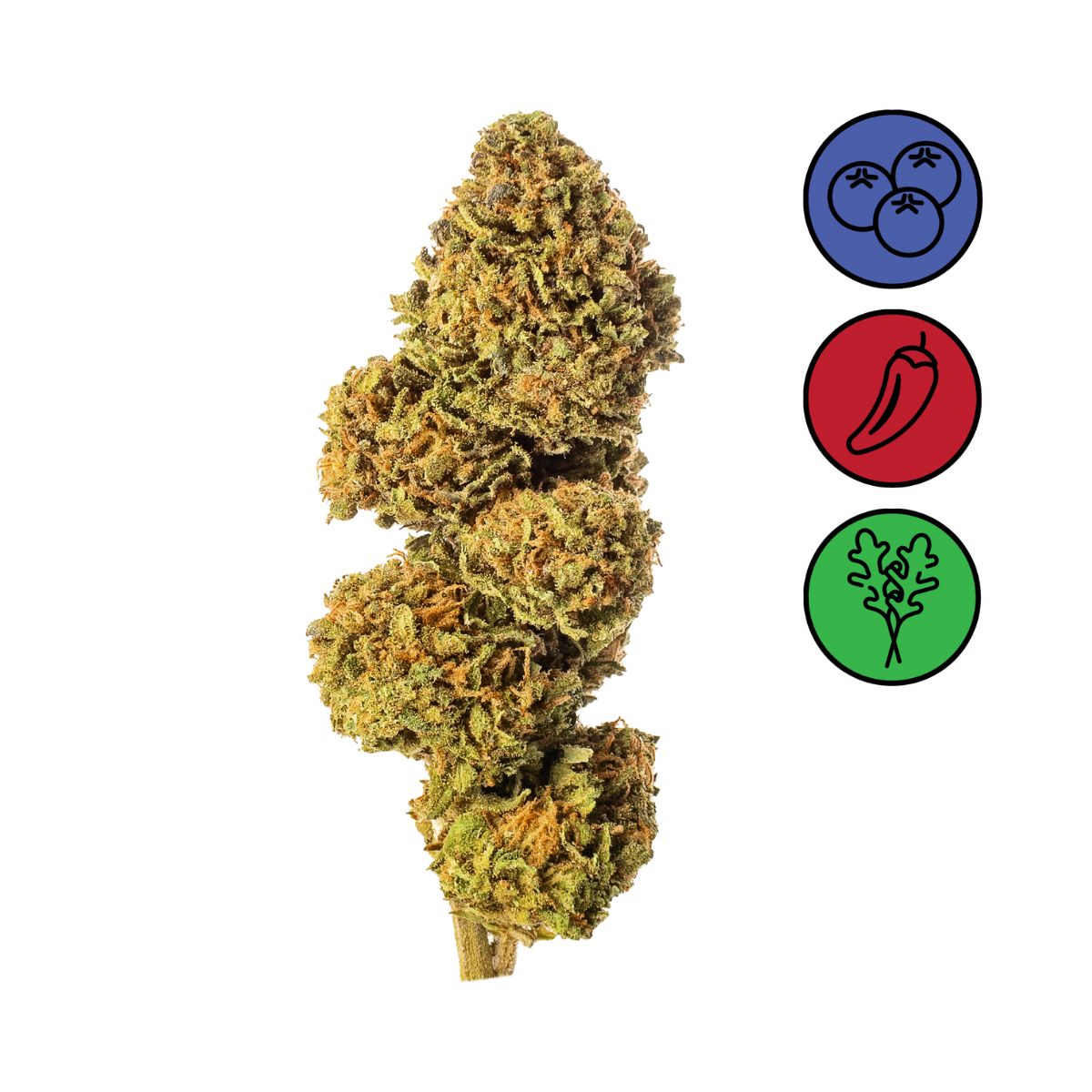 Blueberry - Outdoor
